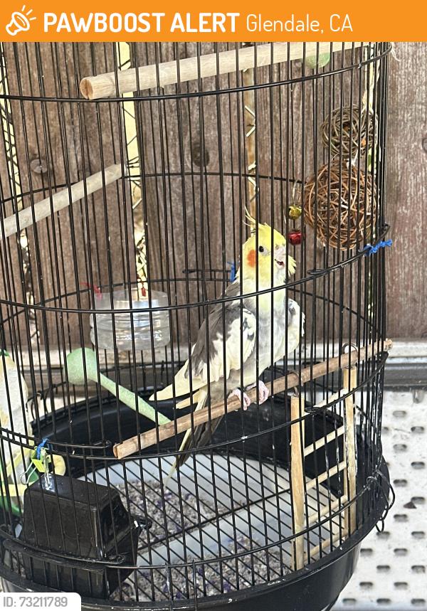 Found/Stray Unknown Bird last seen Near E Mountain St, Glendale, CA 91207, Glendale, CA 91206