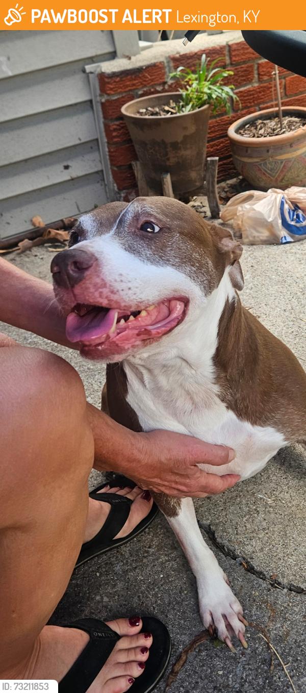 Found/Stray Female Dog last seen Hollyhill, Lexington, KY 40503