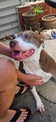 Found/Stray Female Dog last seen Hollyhill, Lexington, KY 40503