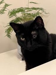 Reunited Male Cat last seen Wailling way, West Linn, OR 97068