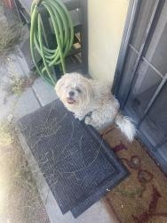 Found/Stray Unknown Dog last seen Redwood ave Fontana ca, Fontana, CA 92402