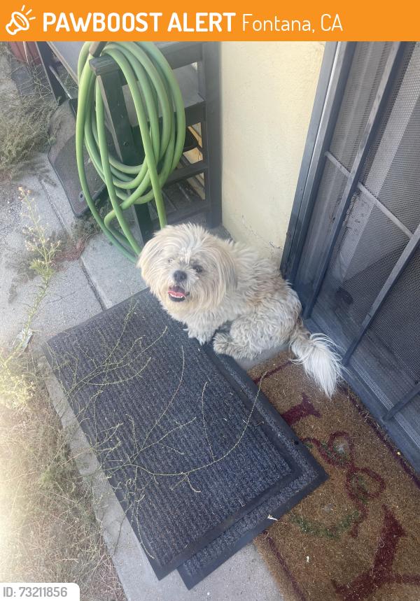 Found/Stray Unknown Dog last seen Redwood ave Fontana ca, Fontana, CA 92402