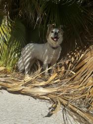 Reunited Female Dog last seen Magnesium and Basic, Henderson, NV 89015