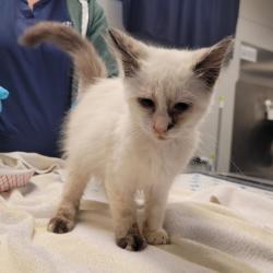 Shelter Stray Female Cat last seen Joaquin Avenue, SAN LEANDRO, CA, 94578, 8323 Baldwin St, Oakland, CA 94621, USA