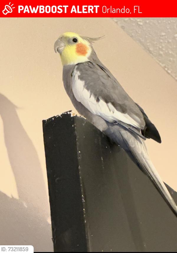 Lost Male Bird last seen Lancaster/obt, Orlando, FL 32809