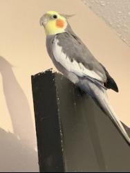Lost Male Bird last seen Lancaster/obt, Orlando, FL 32809