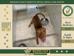 Shelter Stray Female Dog last seen Near St Johns Street, COCOA, FL, 32926, 5100 W Eau Gallie Blvd, Melbourne, FL 32934, USA