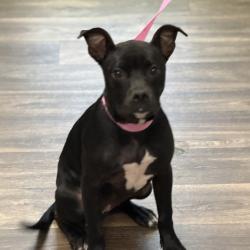 Shelter Stray Female Dog last seen Near Imperial Avenue, San Diego, CA, 92101, 5500 Gaines St, San Diego, CA 92110, USA