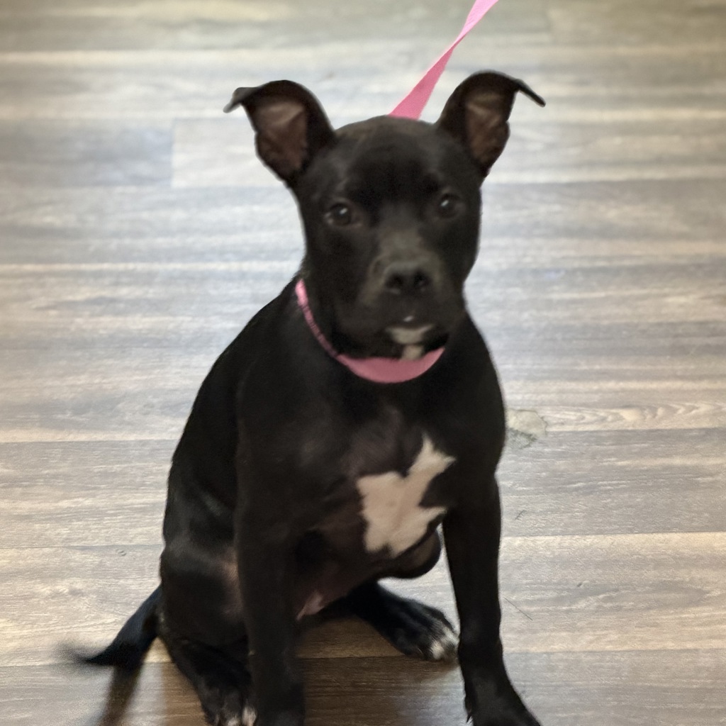Shelter Stray Female Dog last seen Near Imperial Avenue, San Diego, CA, 92101, 5500 Gaines St, San Diego, CA 92110, USA