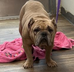 Shelter Stray Female Dog last seen Apt 304,5032 Hilltop Drive, San Diego, CA, 92102, 5500 Gaines St, San Diego, CA 92110, USA