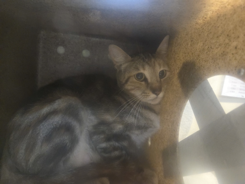 Shelter Stray Female Cat last seen Near Via Santiago, Vista, CA, 92081, Oceanside, CA 92058, USA