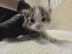 Shelter Stray Male Cat last seen ., Vista, CA, 92081, Oceanside, CA 92058, USA