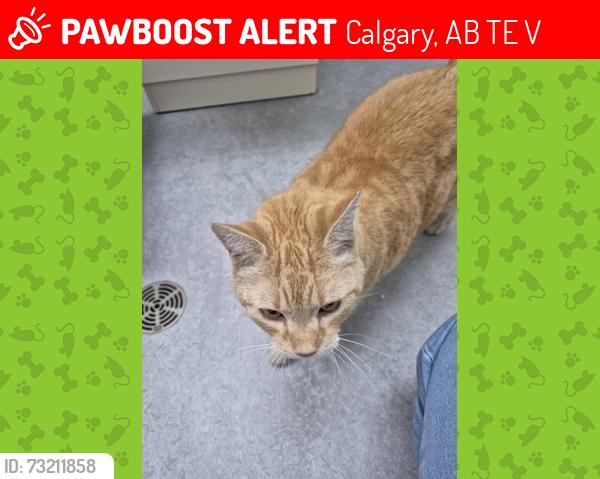 Lost Male Cat last seen Near 45 Street SW T3E3V6, Calgary, AB T3E 3V6