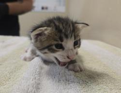 Shelter Stray Male Cat last seen ., Vista, CA, 92081, Oceanside, CA 92058, USA