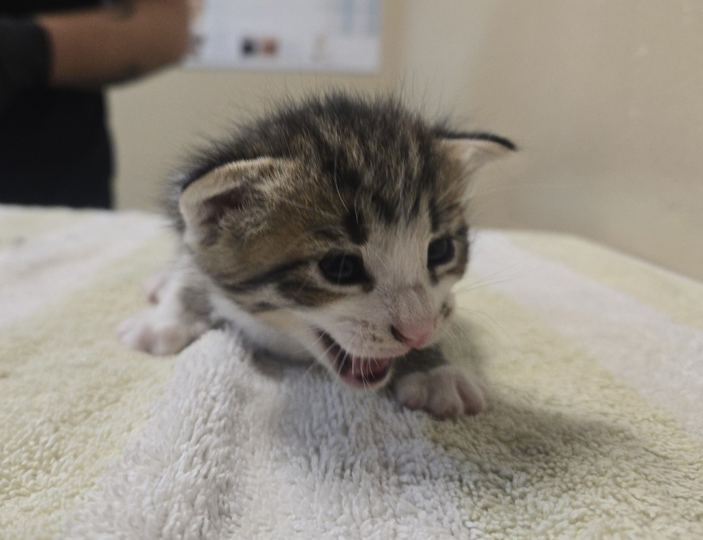 Shelter Stray Male Cat last seen ., Vista, CA, 92081, Oceanside, CA 92058, USA