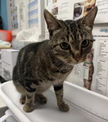 Shelter Stray Female Cat last seen Near W Washington Avenue, Escondido, CA, 92025, Escondido, CA 92027, USA