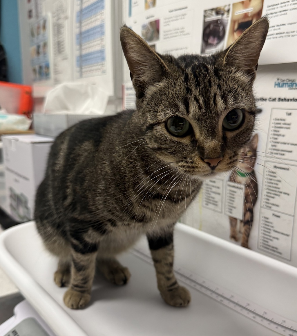 Shelter Stray Female Cat last seen Near W Washington Avenue, Escondido, CA, 92025, Escondido, CA 92027, USA