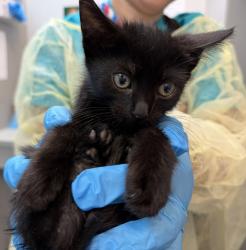 Shelter Stray Female Cat last seen Will update, BRONX, NY, 10457, 326 E 110th St, New York, NY 10029, USA