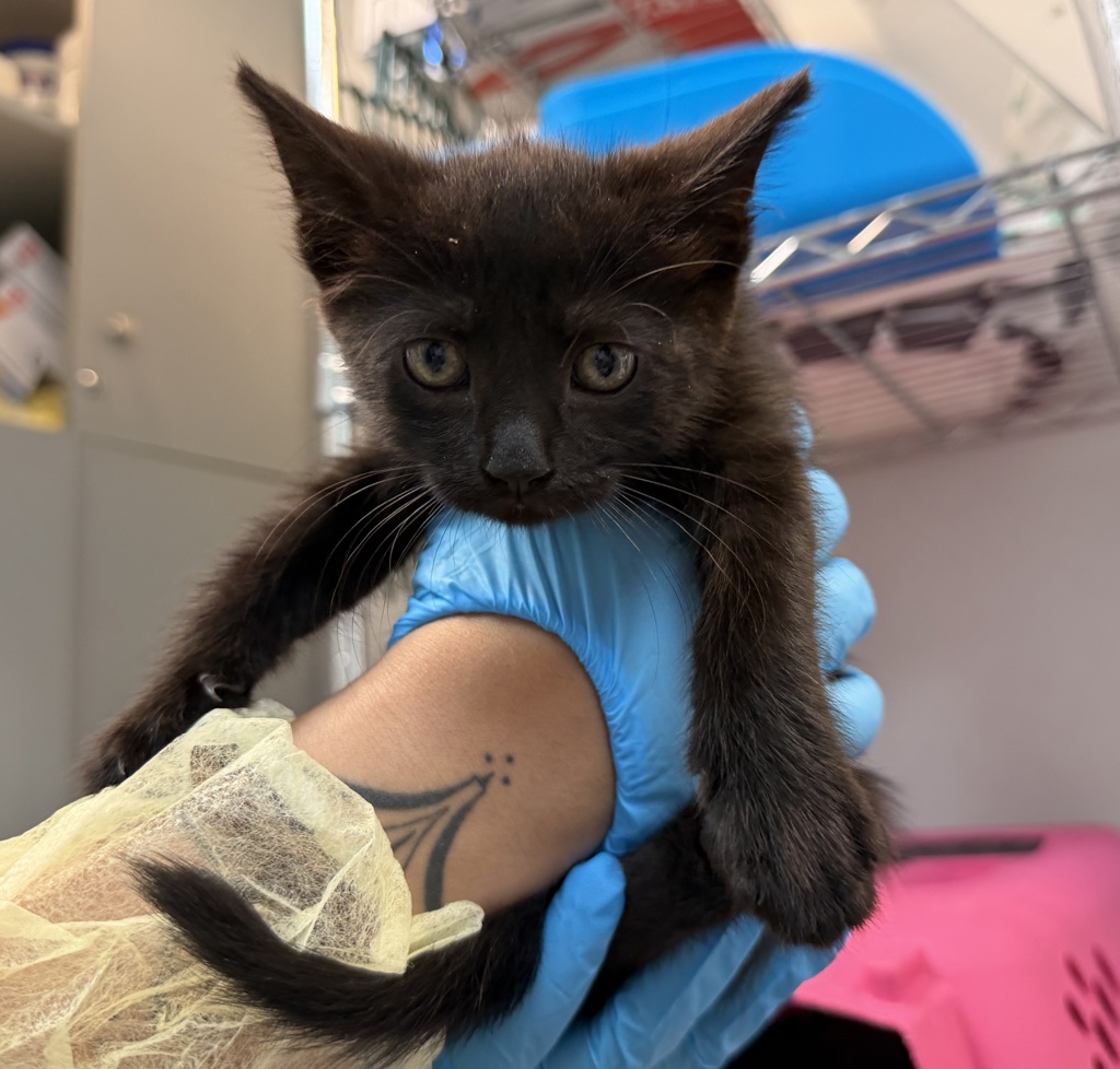 Shelter Stray Female Cat last seen Will update, BRONX, NY, 10457, 326 E 110th St, New York, NY 10029, USA