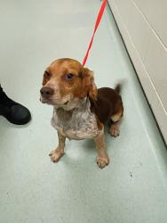 Shelter Stray Male Dog last seen Rockaway Road, North Chesterfield, VA, 23235, 9300 Public Works Rd, Chesterfield, VA 23832, USA