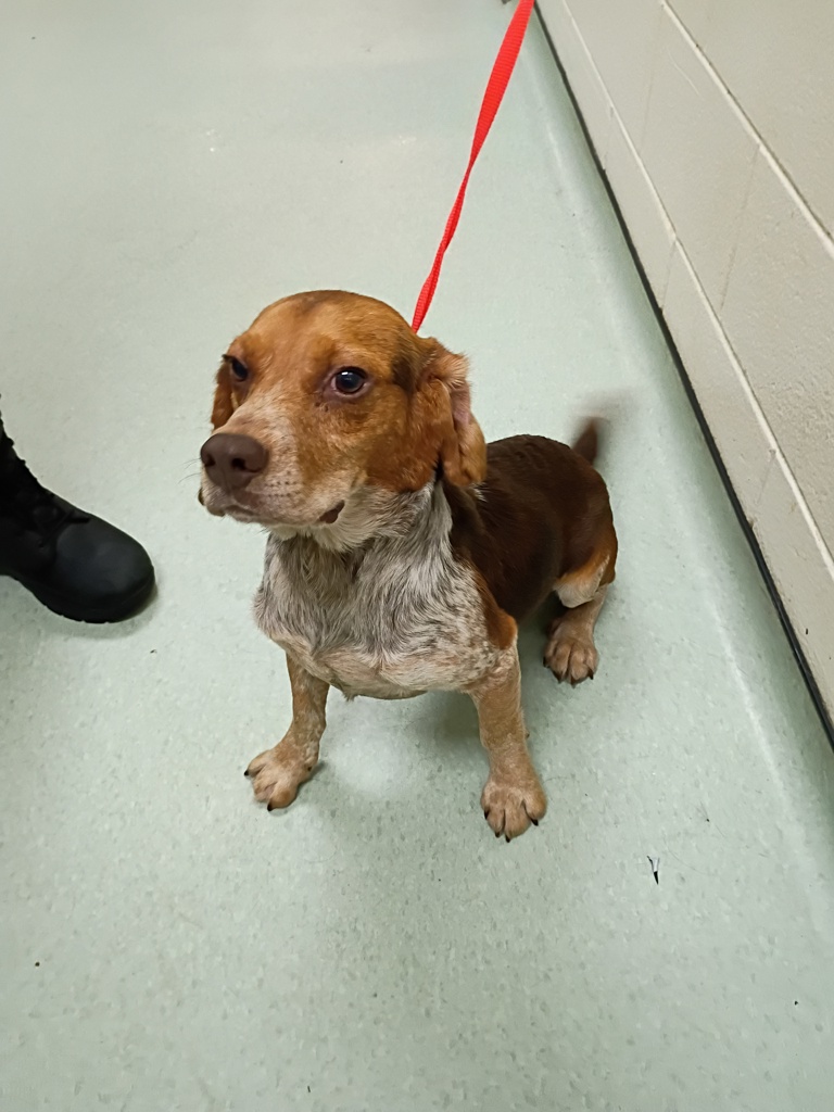 Shelter Stray Male Dog last seen Rockaway Road, North Chesterfield, VA, 23235, 9300 Public Works Rd, Chesterfield, VA 23832, USA