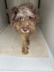 Shelter Stray Female Dog last seen Burgess House Lane, North Chesterfield, VA, 23236, 9300 Public Works Rd, Chesterfield, VA 23832, USA