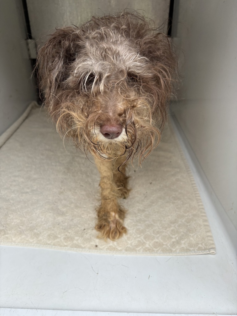 Shelter Stray Female Dog last seen Burgess House Lane, North Chesterfield, VA, 23236, 9300 Public Works Rd, Chesterfield, VA 23832, USA