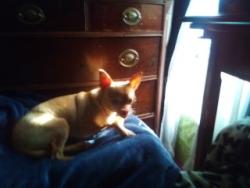 Reunited Female Dog last seen east 35 Jsreet, Tacoma, WA 98404