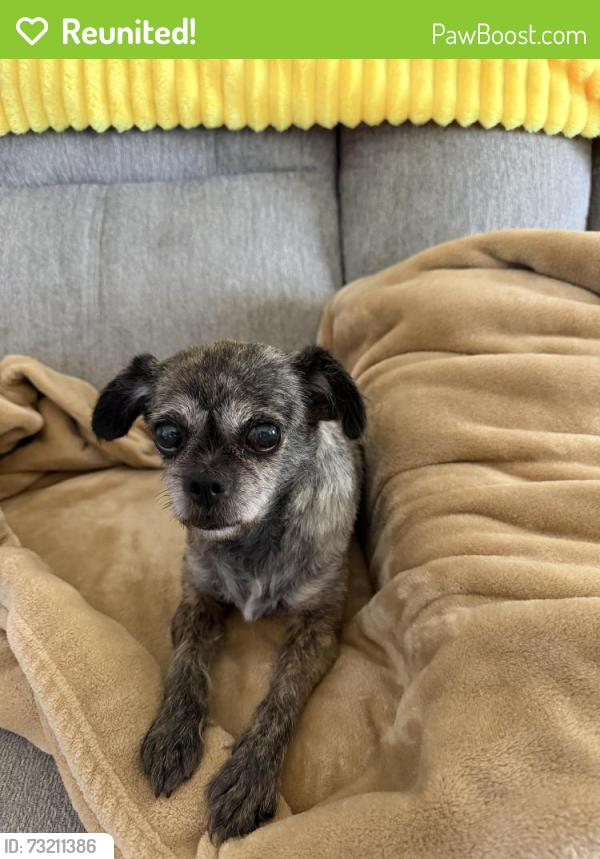 Reunited Female Dog last seen Western & Knott, Buena Park, CA 90620