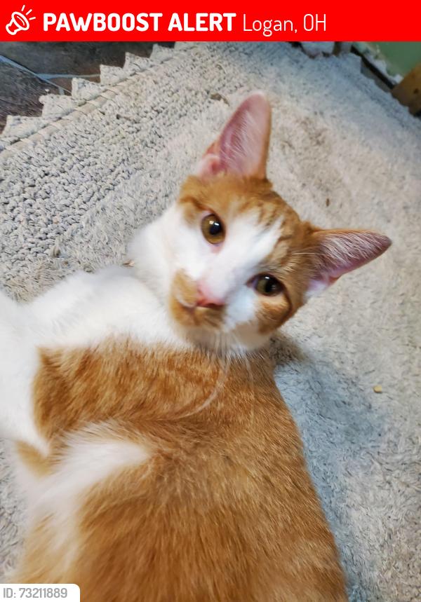 Lost Male Cat last seen That Doggone Farm, Logan, OH 43138