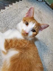 Lost Male Cat last seen That Doggone Farm, Logan, OH 43138