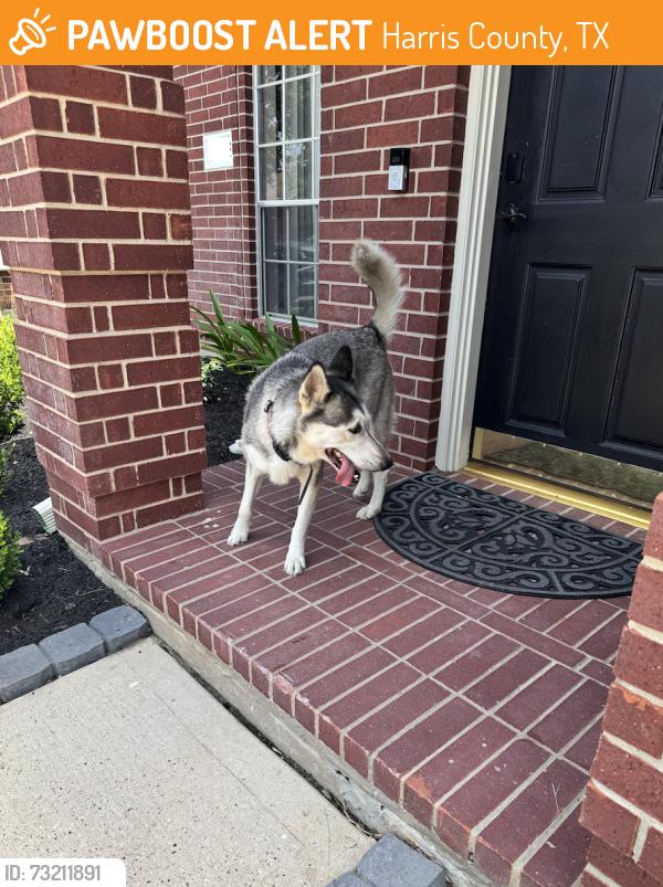 Found/Stray Unknown Dog last seen Flint Hill Dr and Brenwood Gln Trl, Harris County, TX 77449