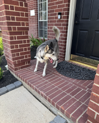 Found/Stray Unknown Dog last seen Flint Hill Dr and Brenwood Gln Trl, Harris County, TX 77449