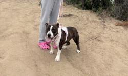 Reunited Female Dog last seen Forecastle / close to Nogales, Walnut, CA 91789