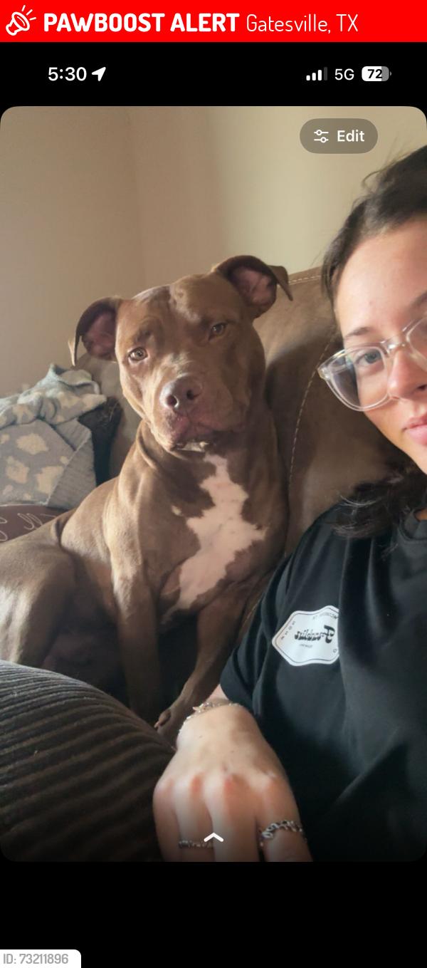 Lost Male Dog last seen street, Gatesville, TX 76528