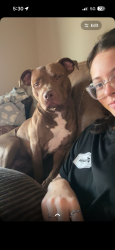 Lost Male Dog last seen street, Gatesville, TX 76528