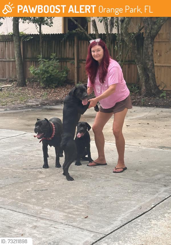 Found/Stray Unknown Dog last seen Plainfield ave, Orange Park, FL 32073