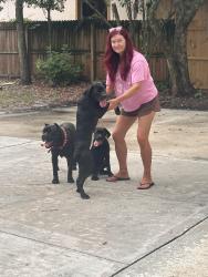 Found/Stray Unknown Dog last seen Plainfield ave, Orange Park, FL 32073
