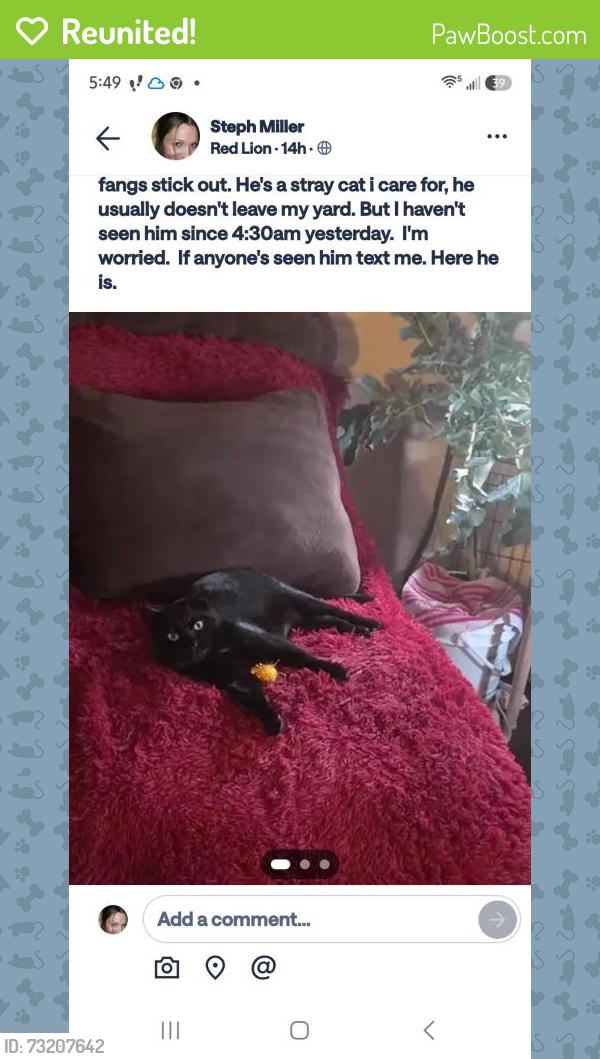 Reunited Male Cat last seen Wise Ave, Red Lion, PA 17356