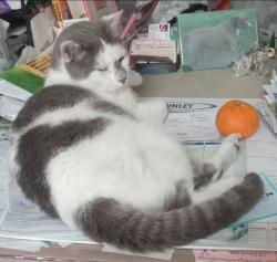 Lost Male Cat last seen Near SE 110th St Rd, Candler, FL Post Office, Candler, FL 34472