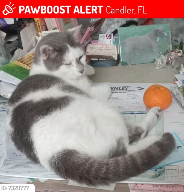 Lost Male Cat last seen Near SE 110th St Rd, Candler, FL Post Office, Candler, FL 34472