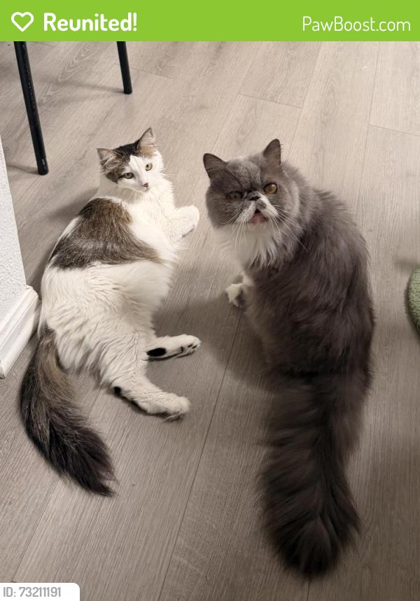 Reunited Male Cat last seen Greenville St. and Segerstrom Ave., Santa Ana, CA 92704