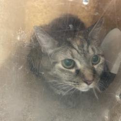 Shelter Stray Female Cat last seen , Animal Care & Control Team of Philly, 111 W Hunting Park Ave, Philadelphia, PA 19140, USA