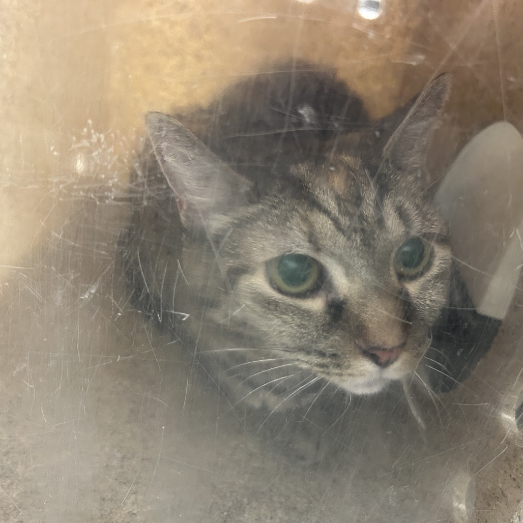 Shelter Stray Female Cat last seen , Animal Care & Control Team of Philly, 111 W Hunting Park Ave, Philadelphia, PA 19140, USA