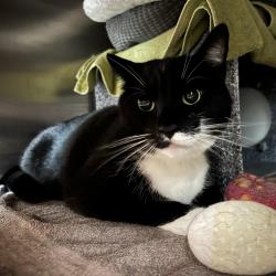 Shelter Stray Male Cat last seen , 361 S Raymond Ave, Pasadena, CA 91105, USA