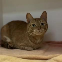Shelter Stray Female Cat last seen , Animal Care & Control Team of Philly, 111 W Hunting Park Ave, Philadelphia, PA 19140, USA