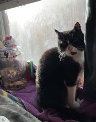 Lost Female Cat last seen Near Judie Allen San Antonio, TX 78254 United States, San Antonio, TX 78254