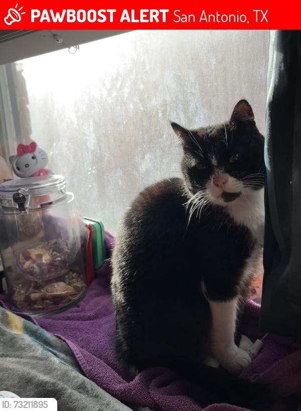 Lost Female Cat last seen Near Judie Allen San Antonio, TX 78254 United States, San Antonio, TX 78254