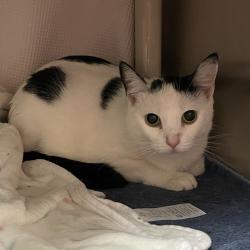 Shelter Stray Female Cat last seen , 361 S Raymond Ave, Pasadena, CA 91105, USA