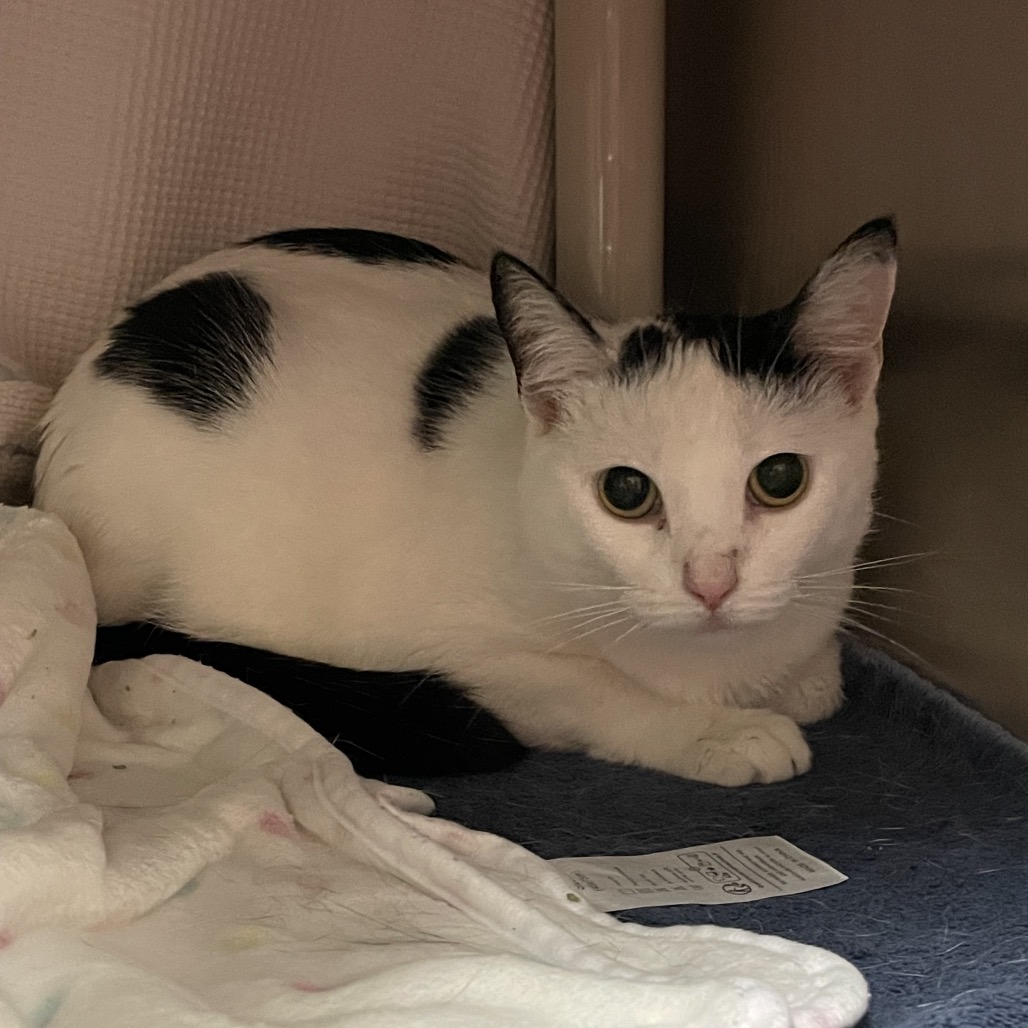 Shelter Stray Female Cat last seen , 361 S Raymond Ave, Pasadena, CA 91105, USA